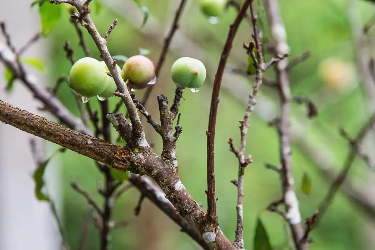 overwatered apple sapling