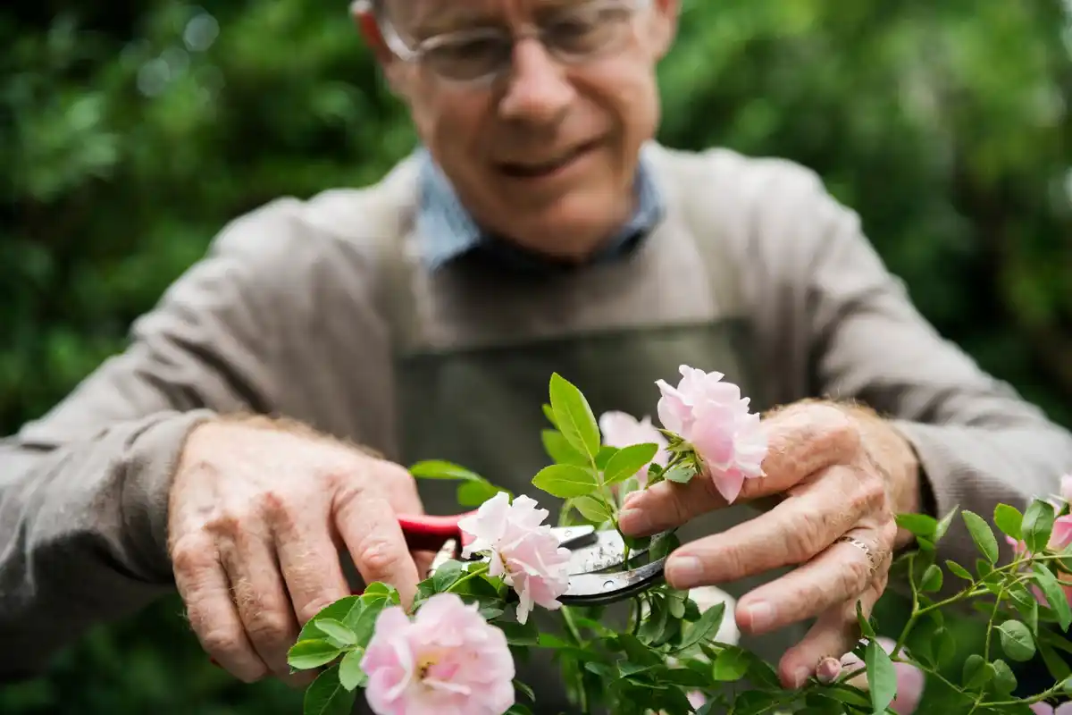 czech elderly gardening low maintenance plants