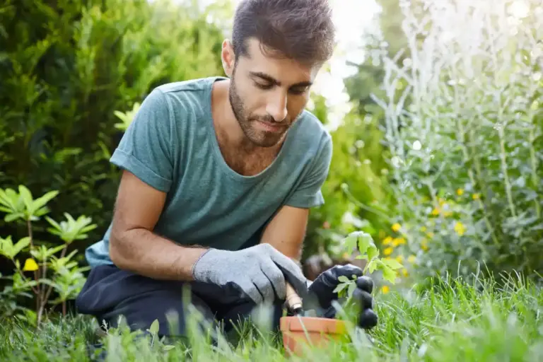 czech gardener planting vegetable seedlings in spring