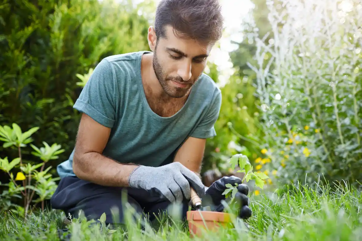 czech gardener planting vegetable seedlings in spring