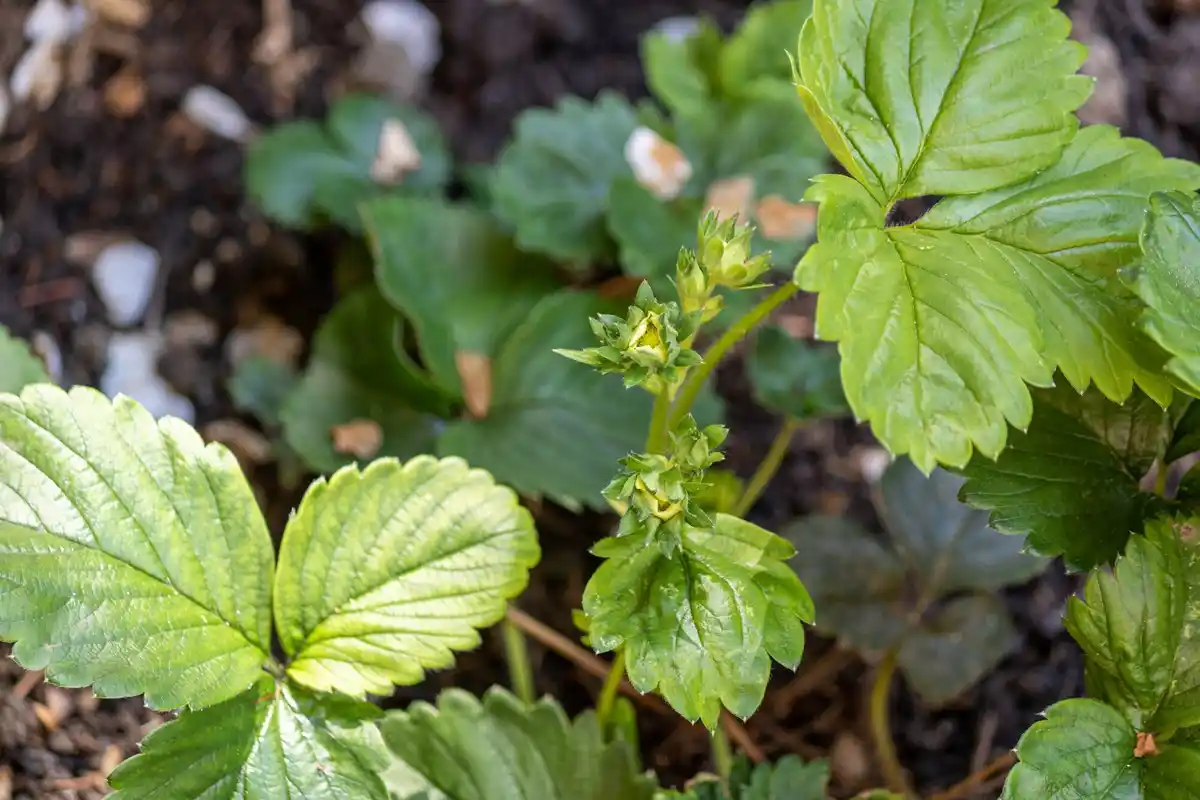 young vegetable seedlings in czech garden spring closeup