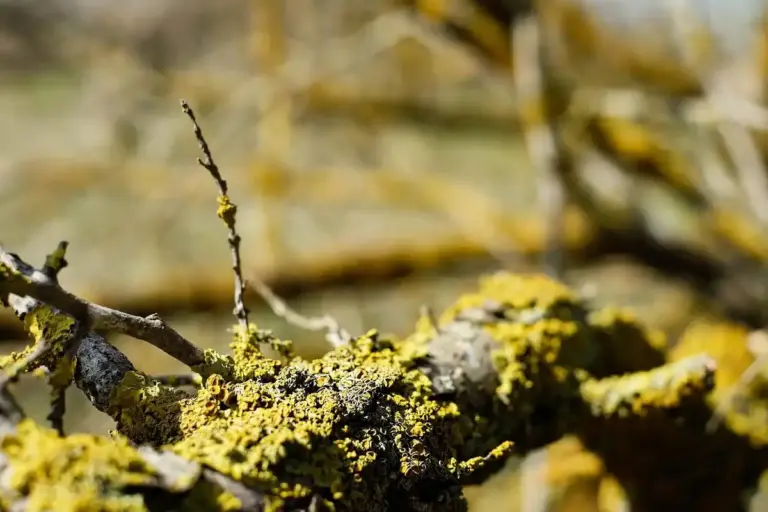 fruit tree watering mistake close up roots dry Czech orchard