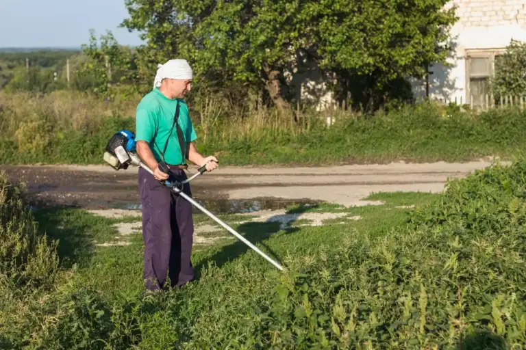 czech dry lawn dying grass problem