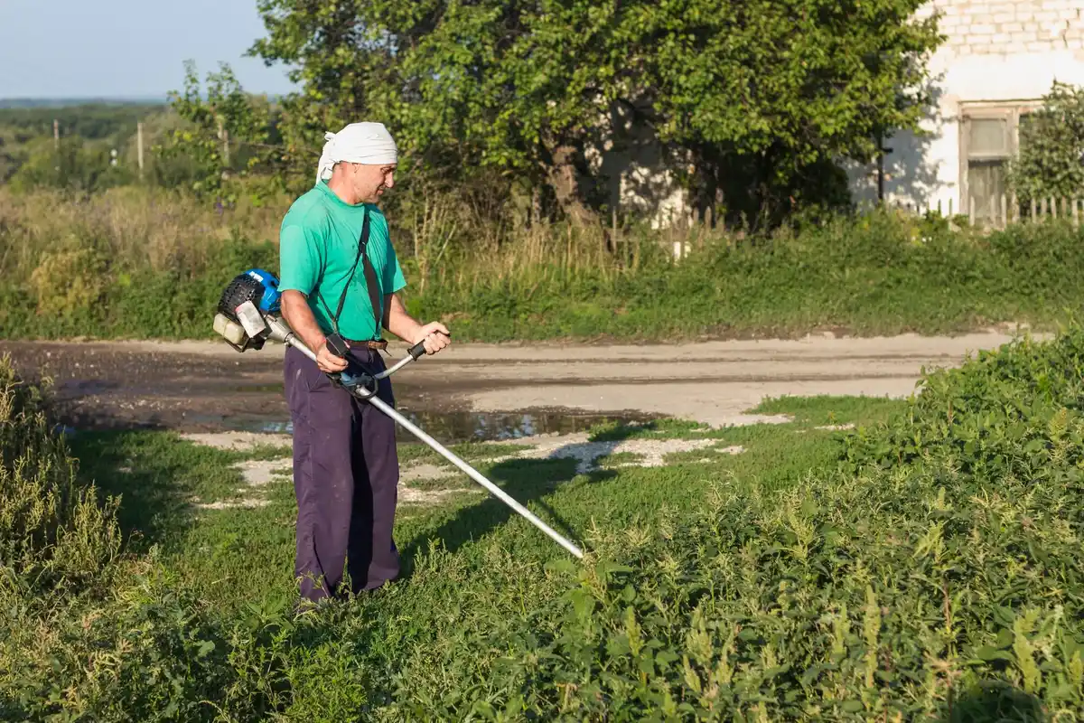 czech dry lawn dying grass problem