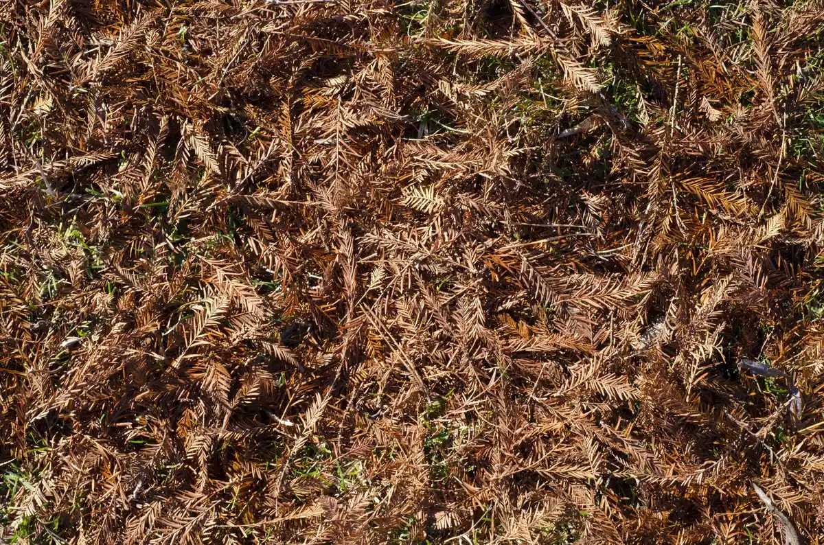 czech lawn drought brown grass closeup