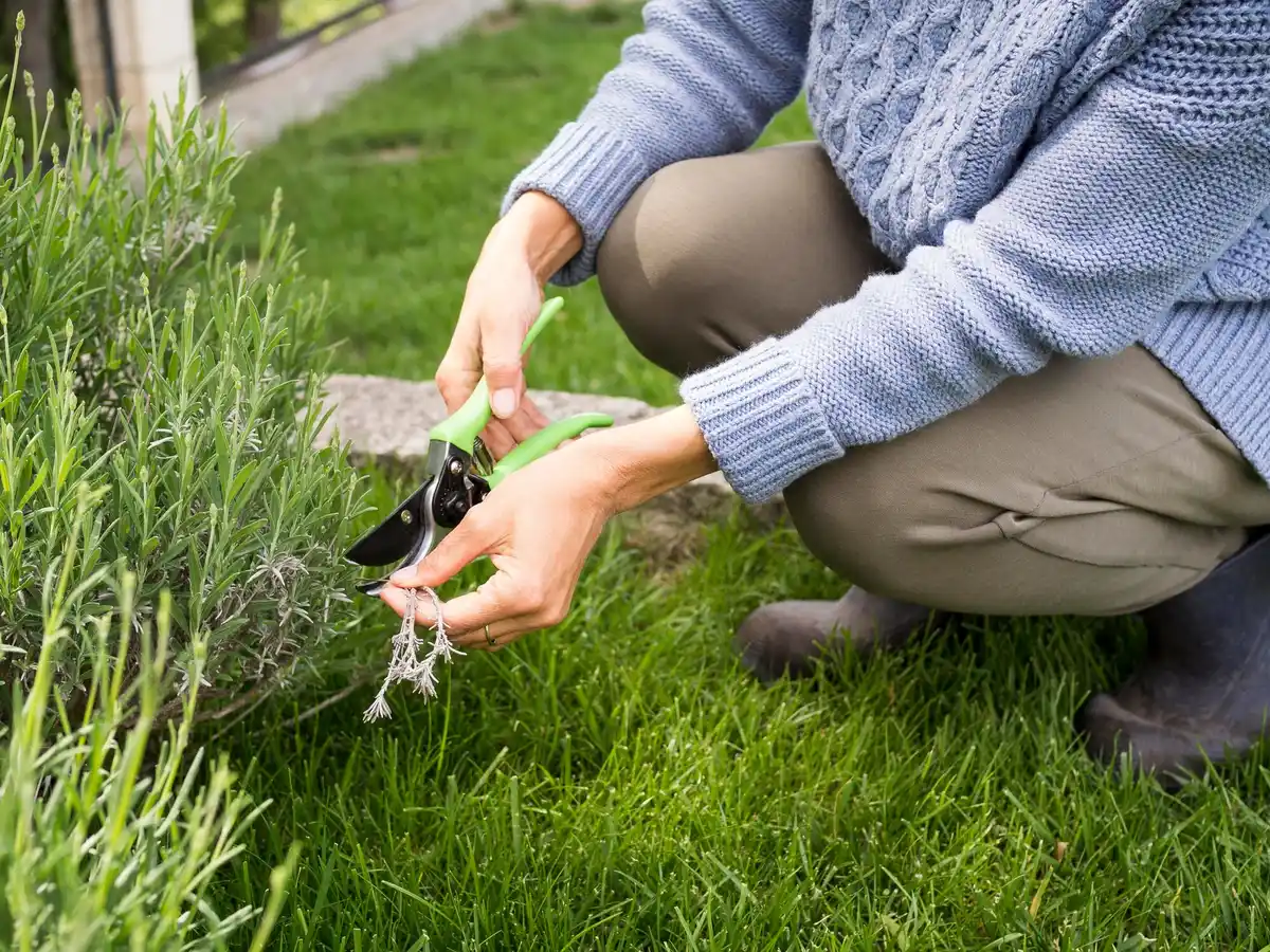 overfertilized lawn patchy grass czech garden