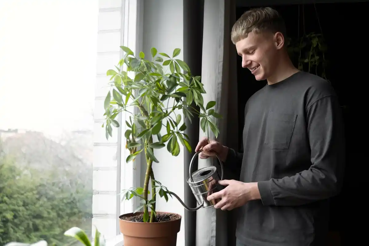 coffee grounds homemade replanting house plants Czech home