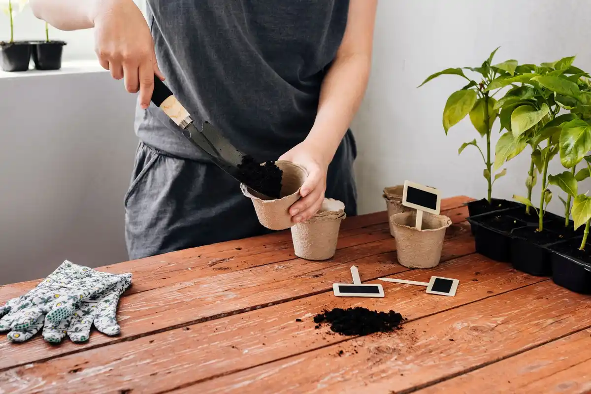 replanting houseplants with coffee grounds Czech home