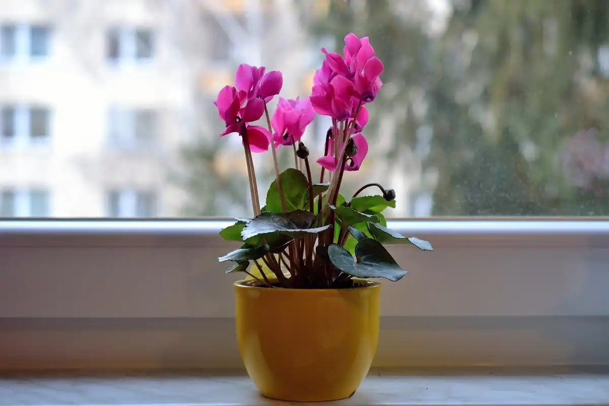 layered soil coffee grounds indoor plants Czech apartment