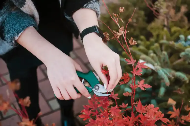 plastic bottle garden hacks Czech