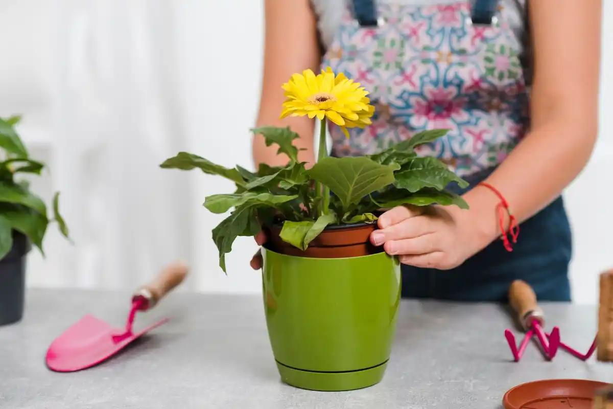 lemon peel on houseplants indoors
