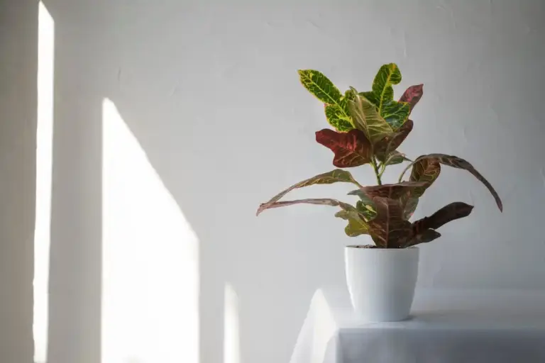difference sunlight artificial light houseplants living room Czech interior