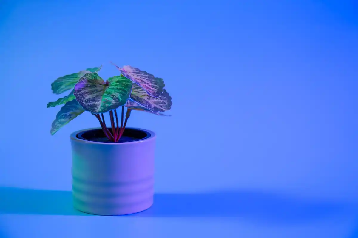 sunlight vs artificial light plants