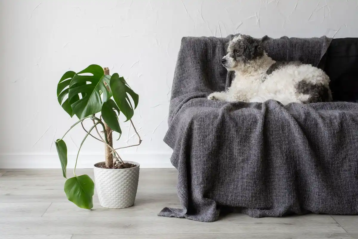 Sansevieria plant modern living room