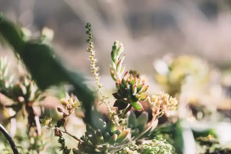 organic Czech garden plants close up nature summer