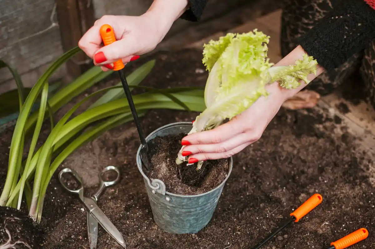 Hand weeding in Czech home vegetable garden
