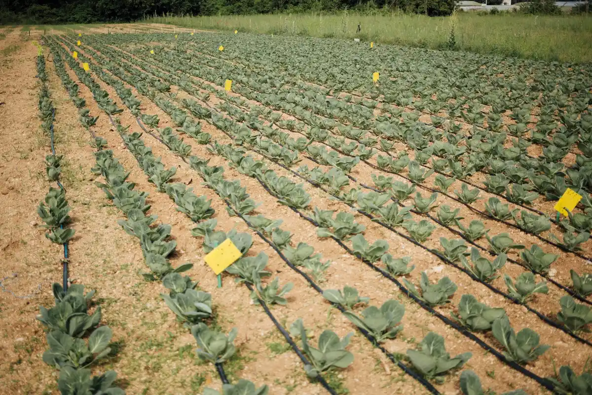modern carrot cultivation technology czech farm