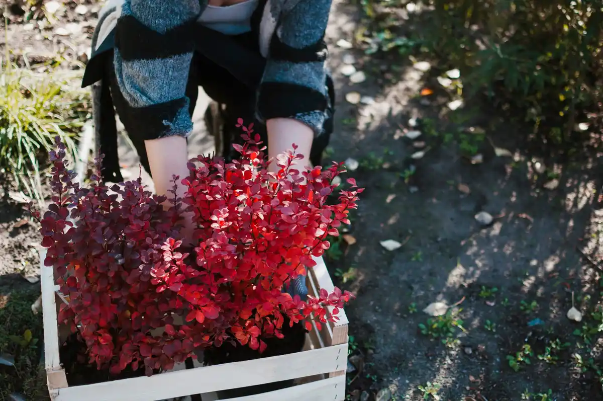 czech autumn garden soil preparation