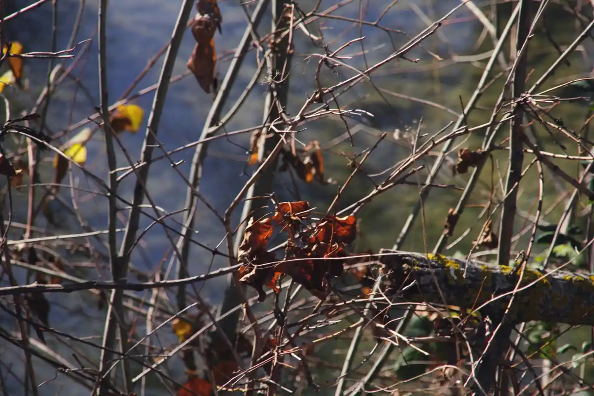 czech garden mulching autumn close-up