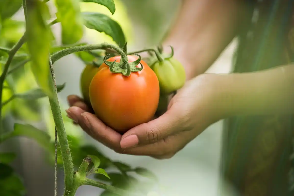 tomatoes growing in garden with wood ash in the soil