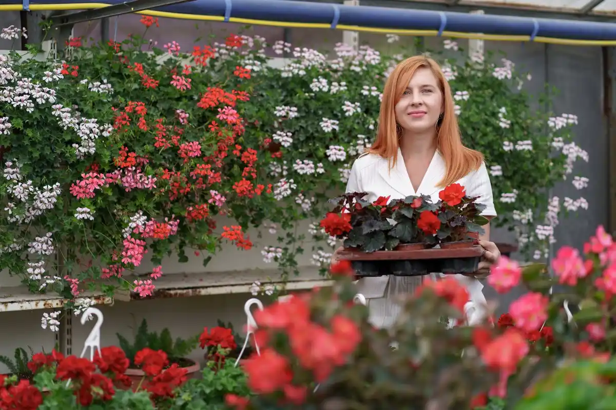 czech balcony with overflowing surfinias flowers