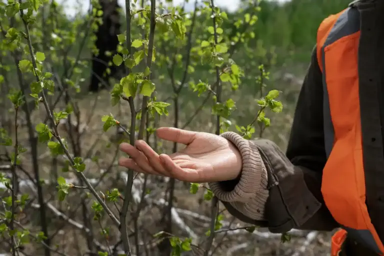 apple tree pruning mistake, infected branch, Czech garden