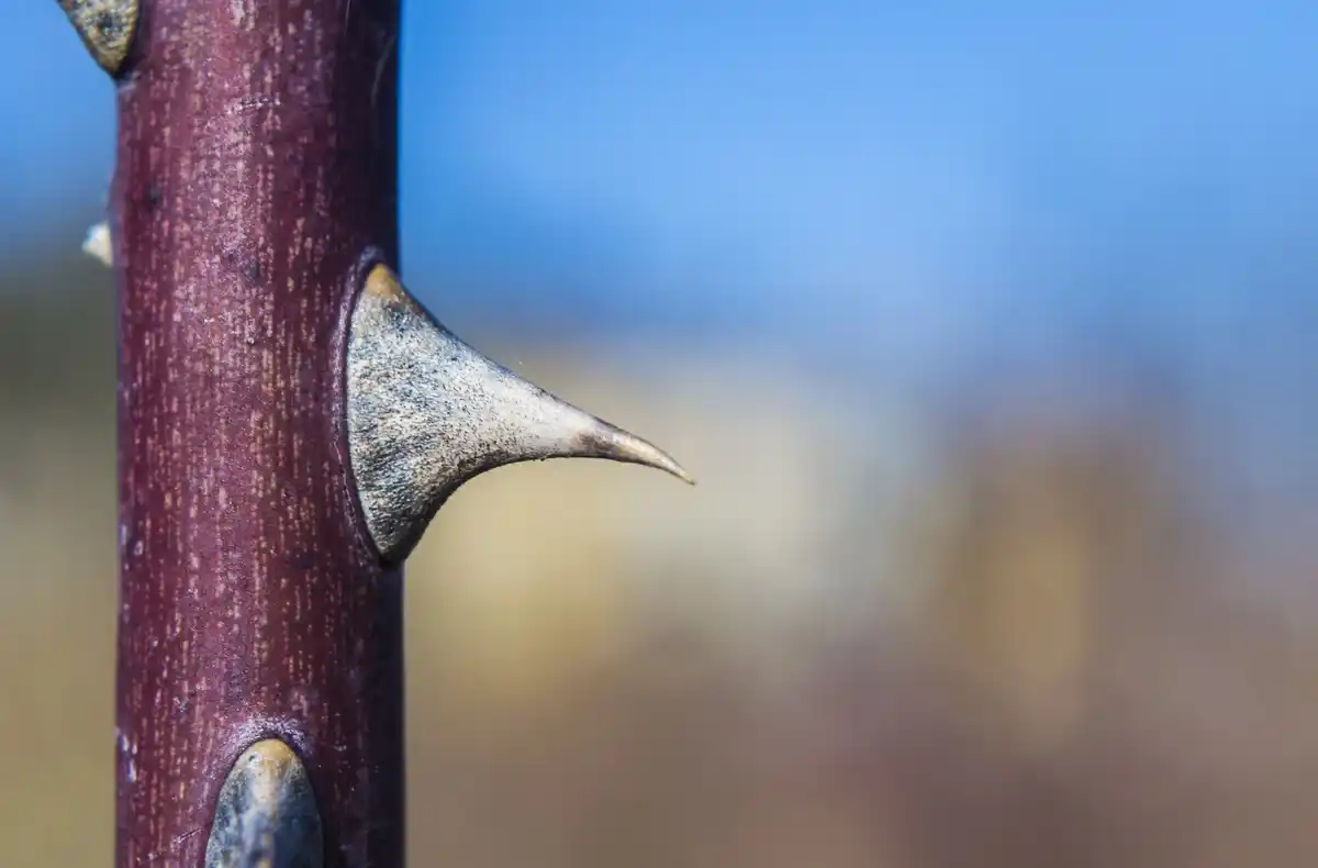apple tree incorrect pruning close up