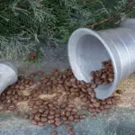 coffee grounds near tomato plant urban garden