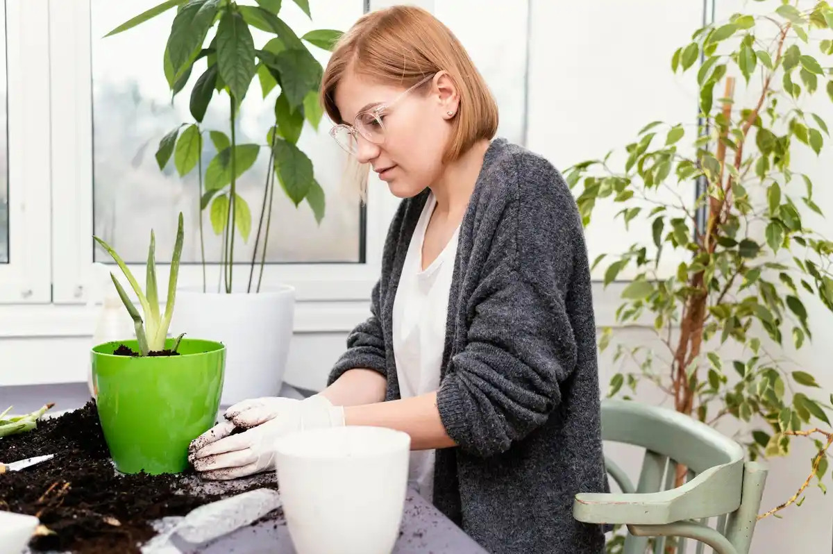 pouring coffee grounds on tomato plant in urban pot