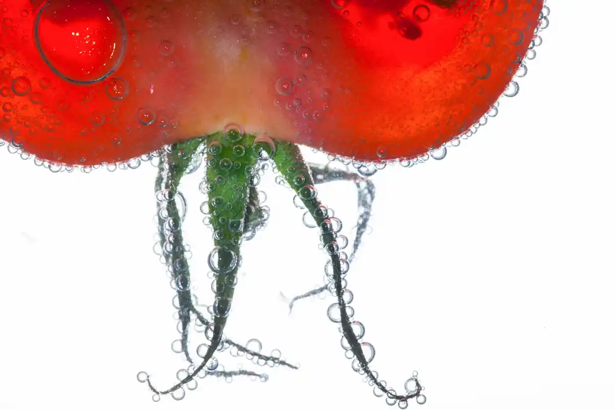 spraying tomato plants with homemade onion peel solution