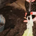 old fork used as gardening tool in Czech garden
