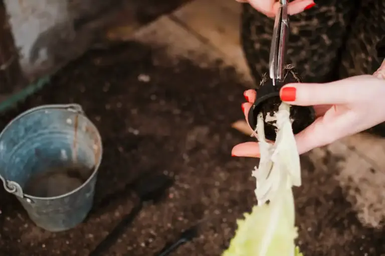 old fork used as gardening tool in Czech garden