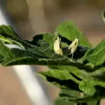 cucumber plant wilt disease rescue greenhouse