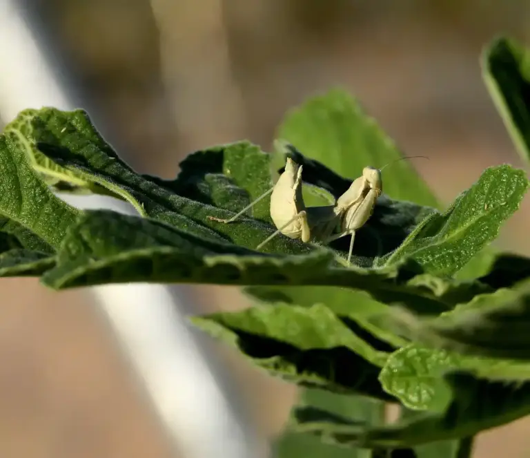 cucumber plant wilt disease rescue greenhouse