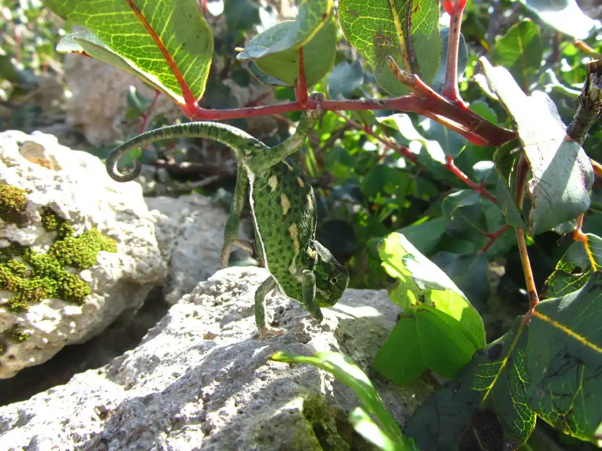 cucumber plant wilting garden Czech