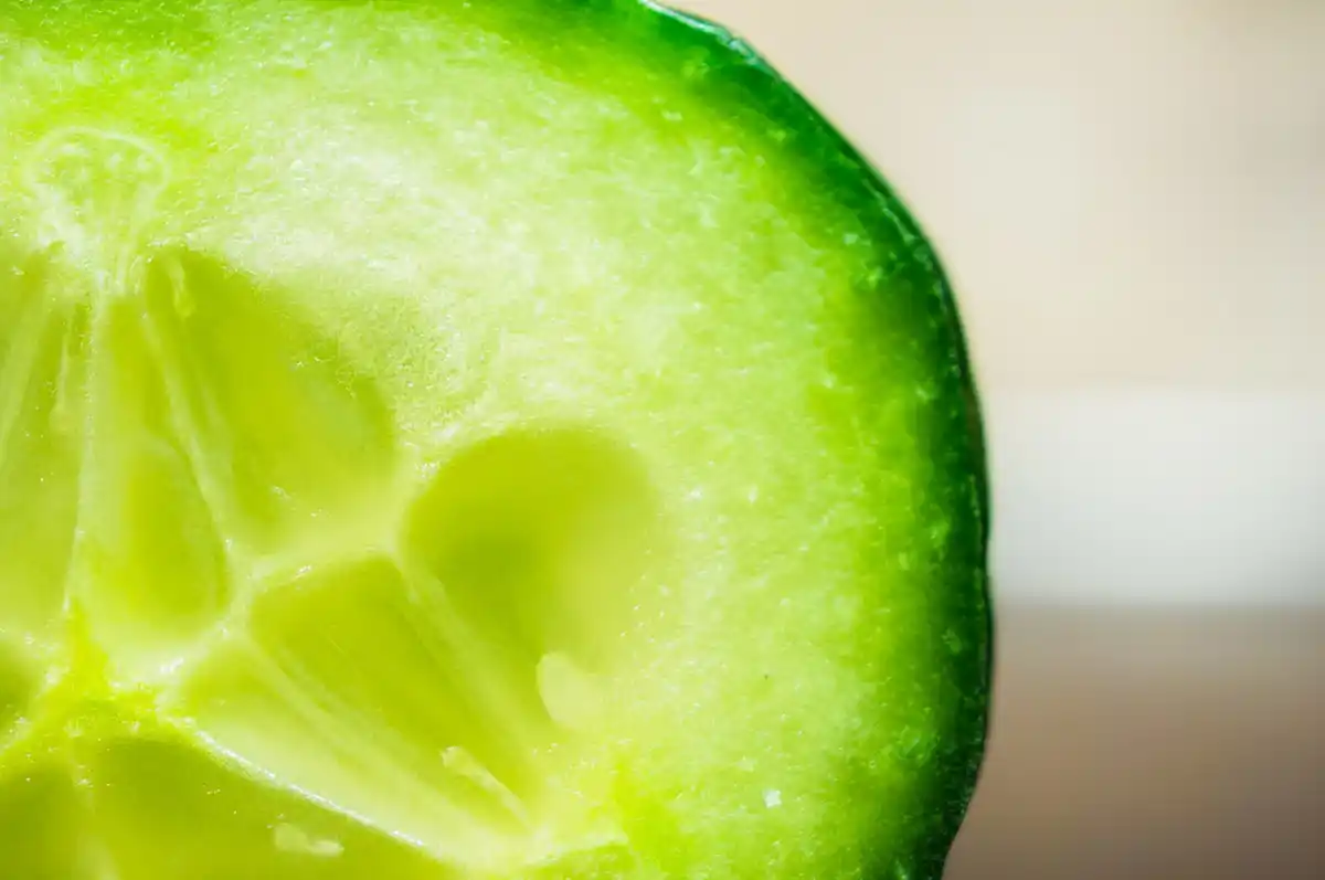 close up recovering cucumber plant leaves healthy