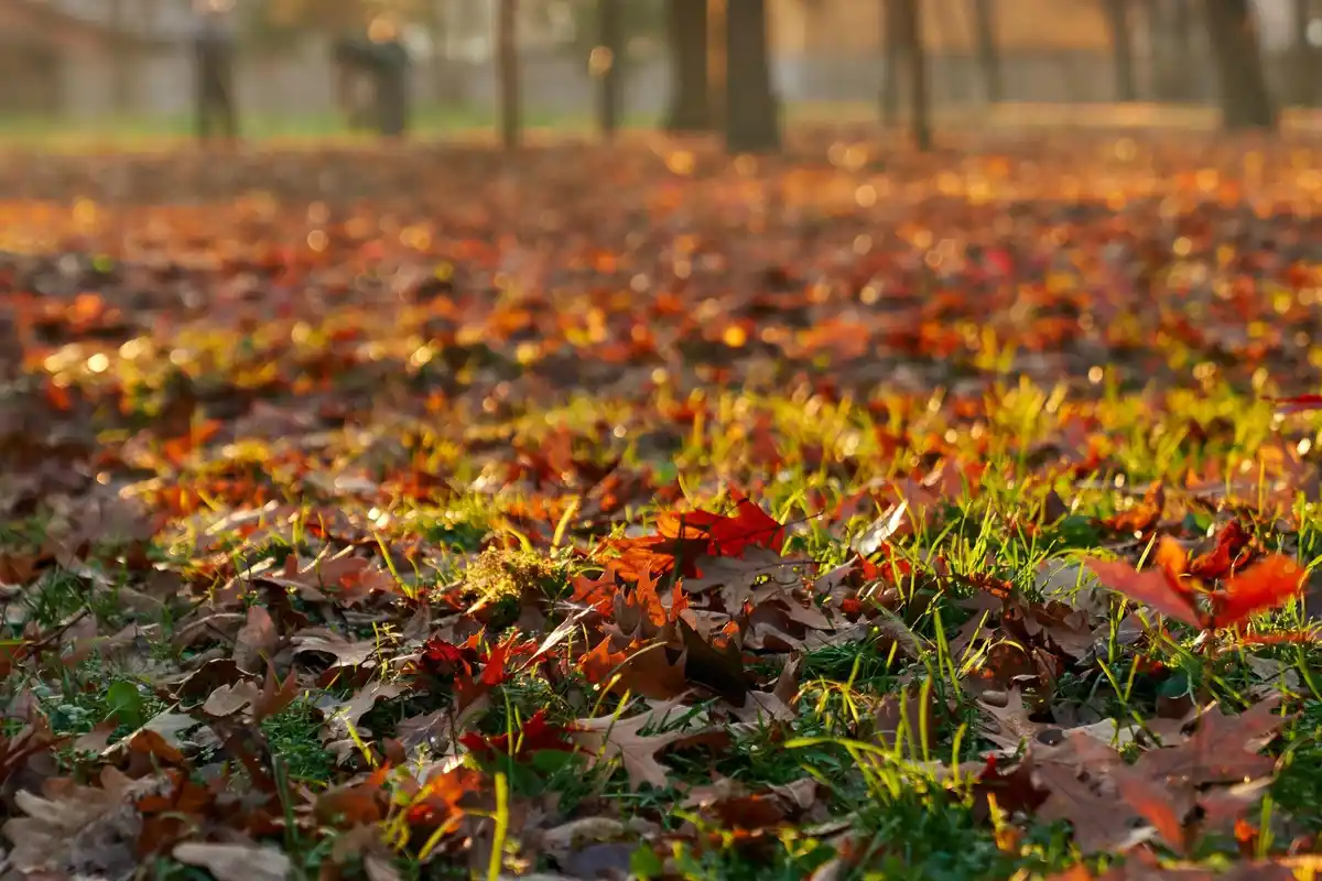 autumn overfertilized garden czech