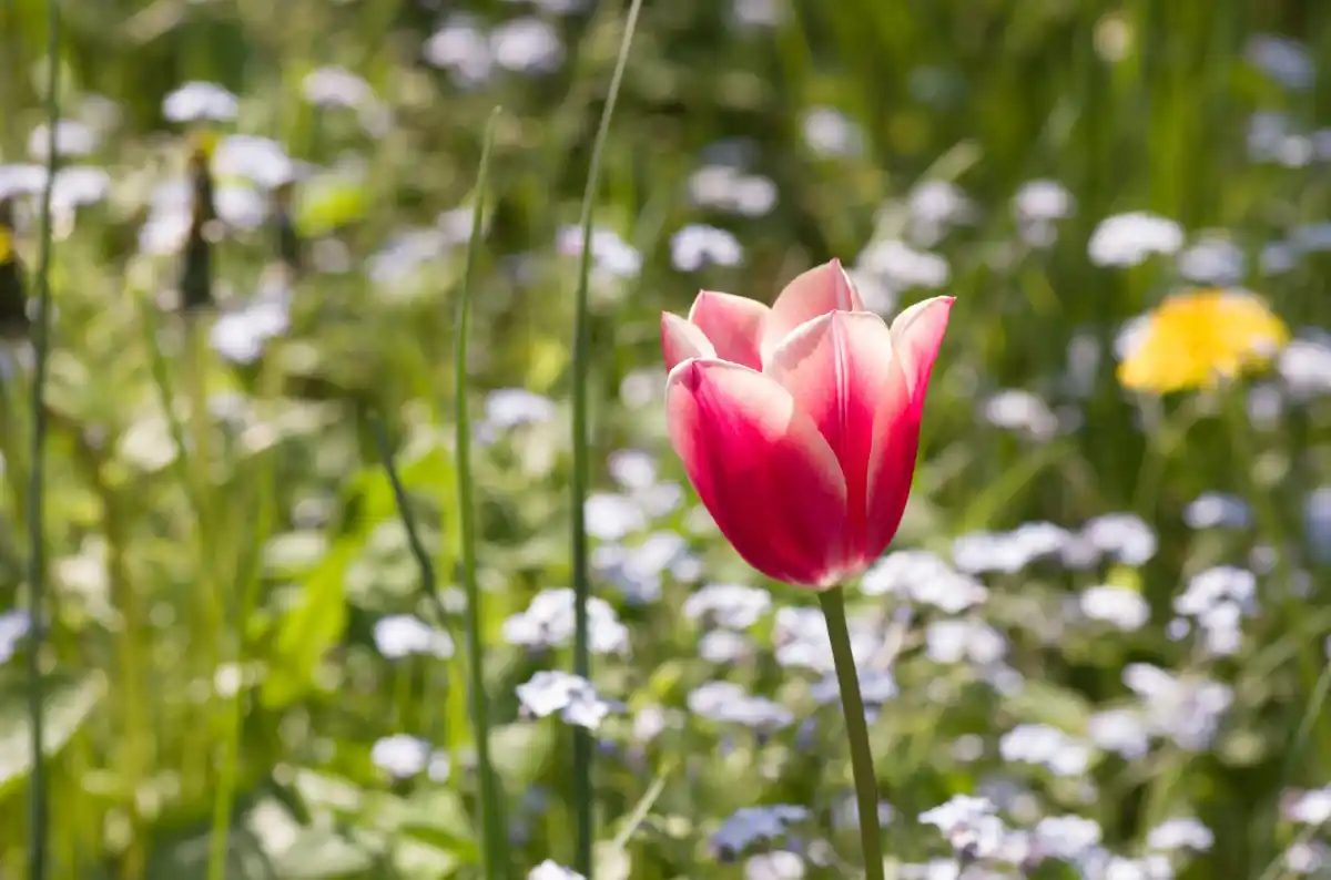 spring blooming garden czech