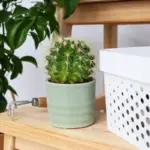 sansevieria vs ficus air purifying plants home interior