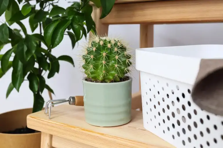 sansevieria vs ficus air purifying plants home interior