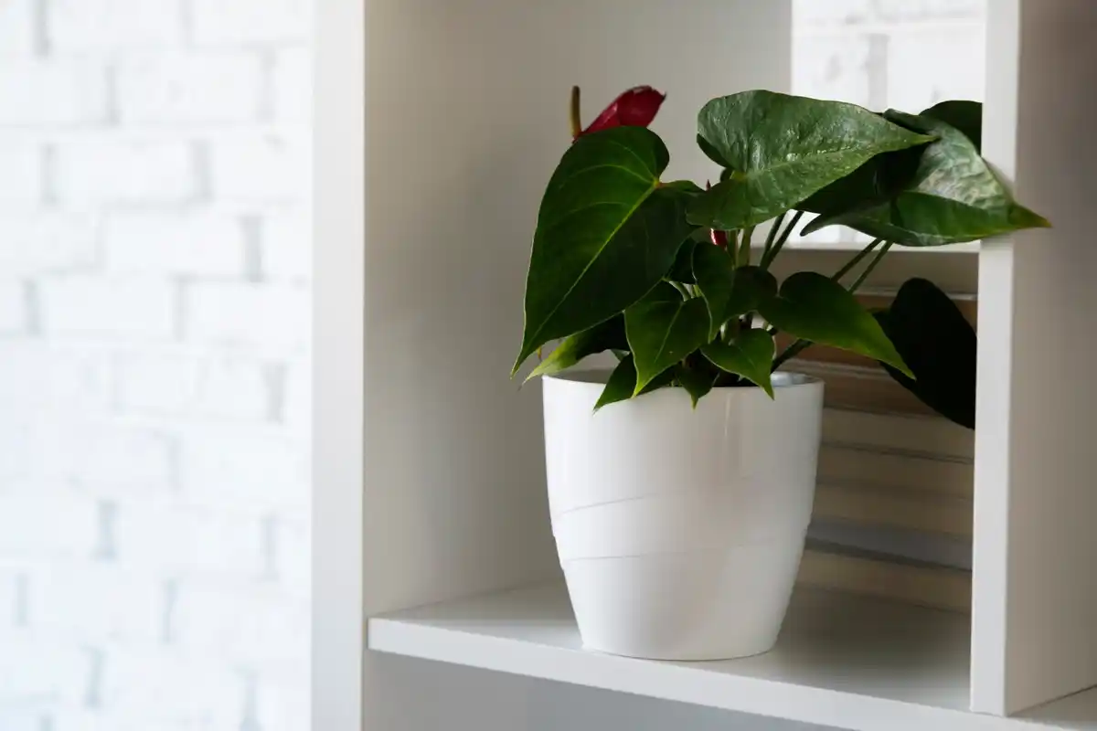 sansevieria closeup indoor modern living room