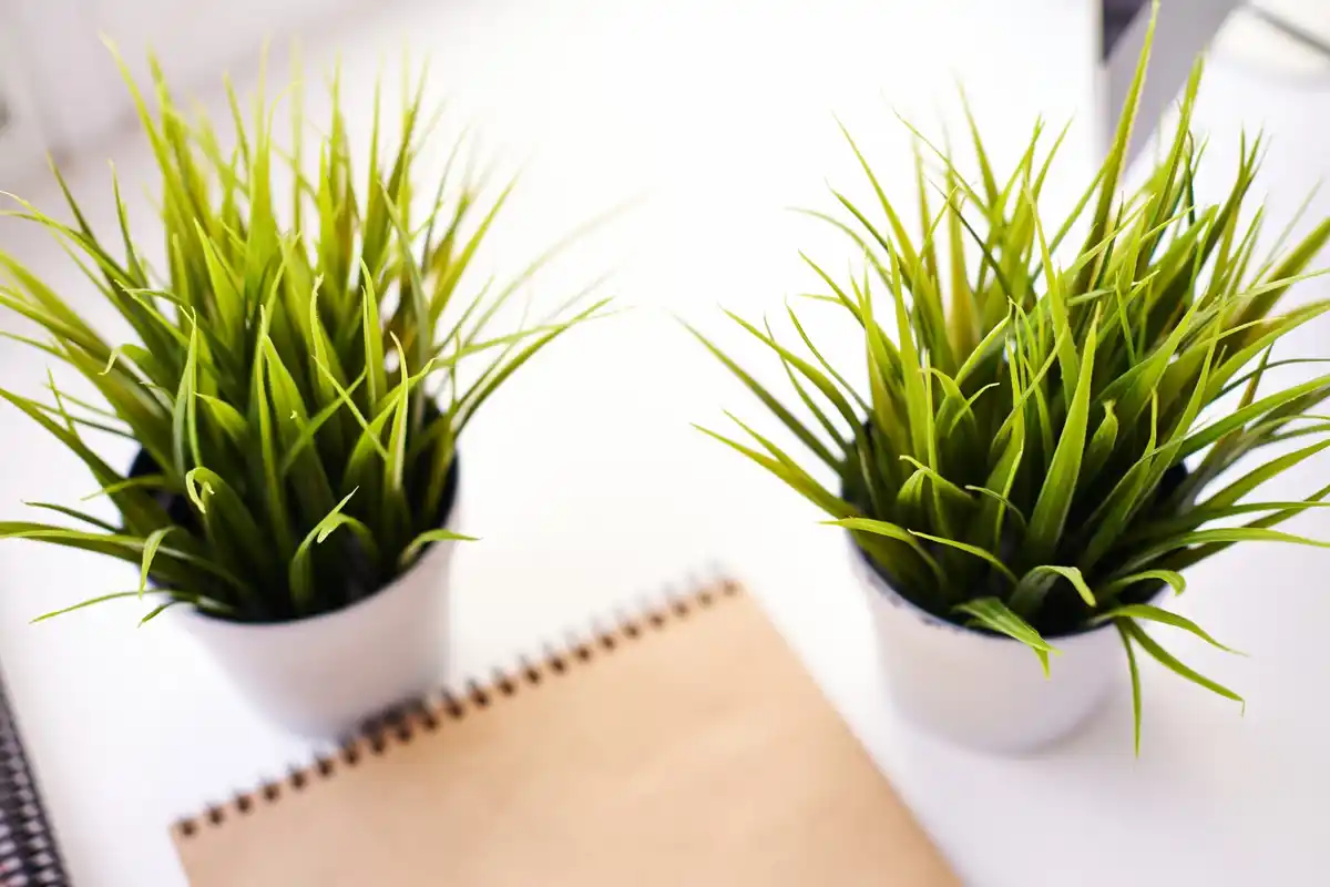ficus benjamina office window plant detail