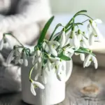 winter houseplant minimal watering real czech home