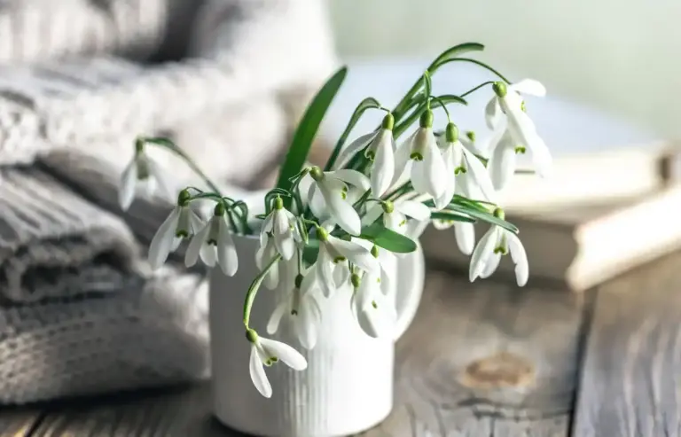 winter houseplant minimal watering real czech home