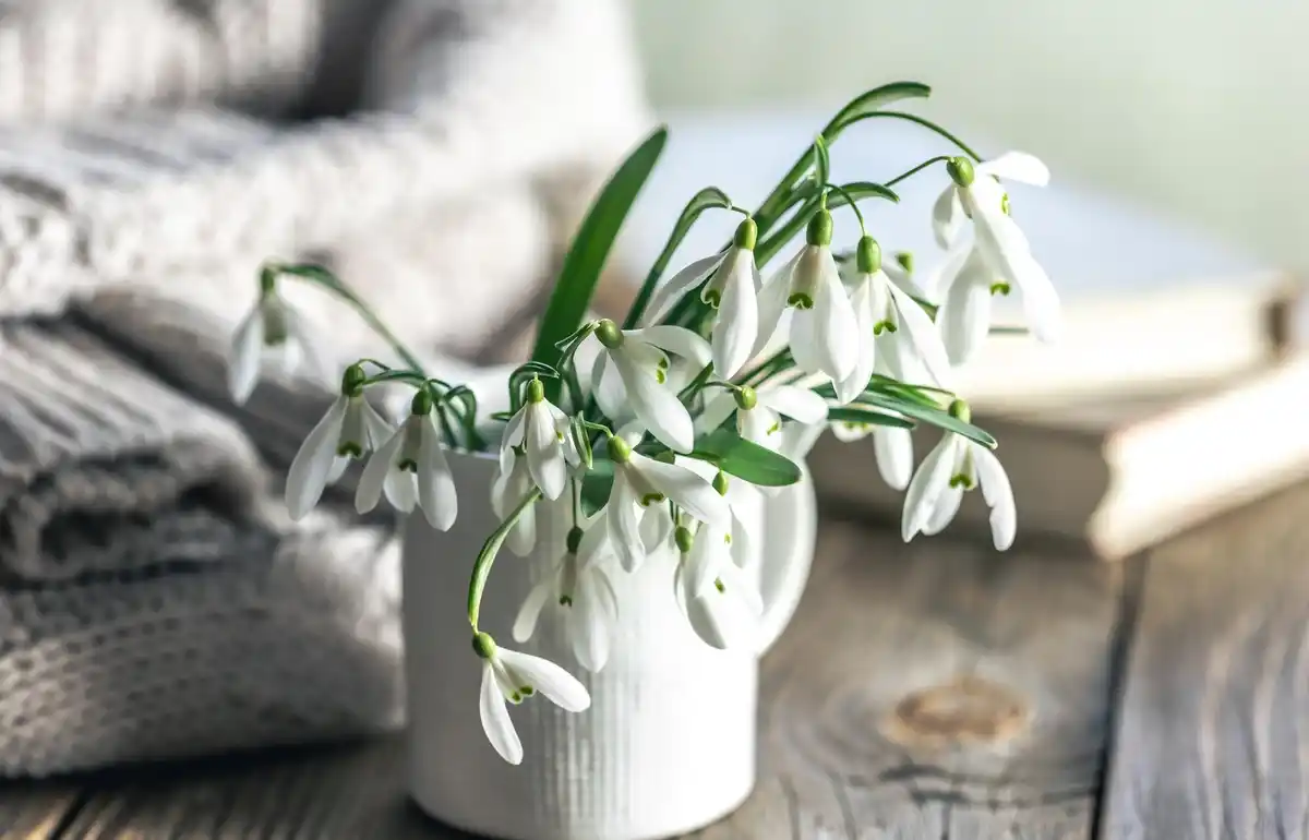 winter houseplant minimal watering real czech home