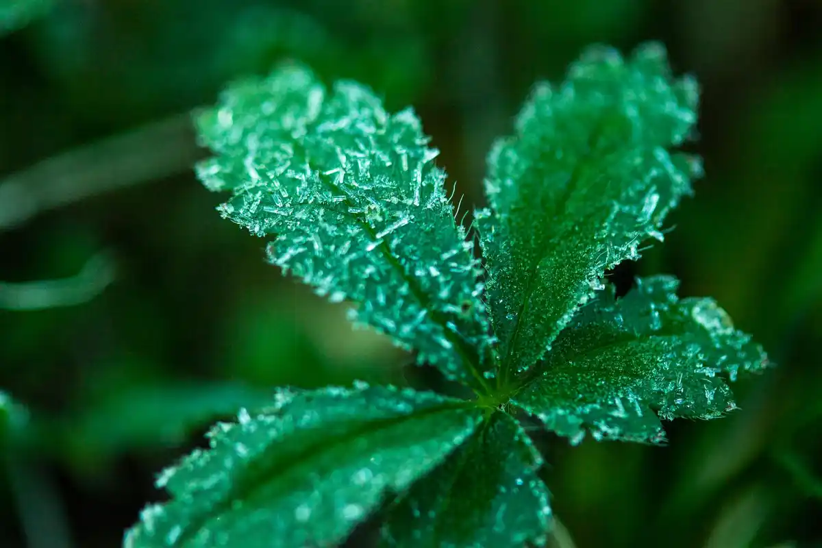 stinging nettle homemade fertilizer Czech garden