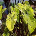 banana peel aphid remedy closeup Czech garden