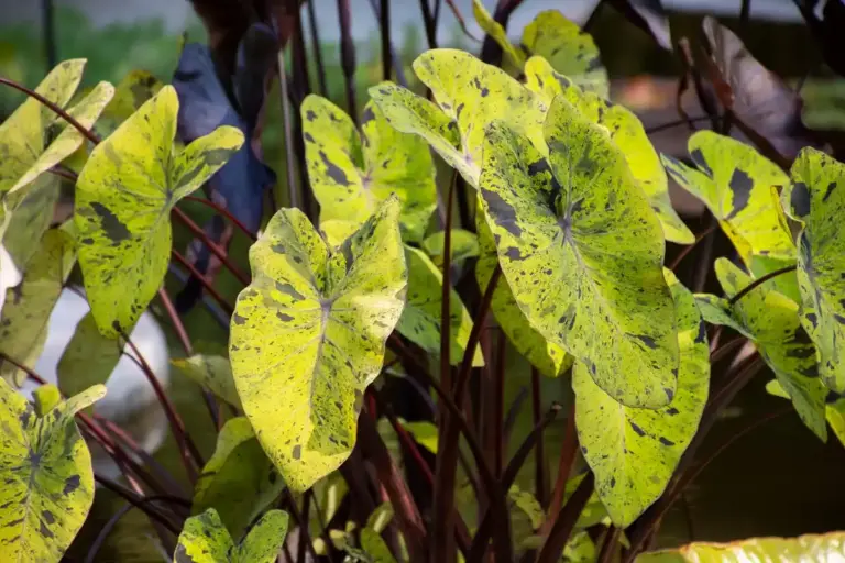 banana peel aphid remedy closeup Czech garden