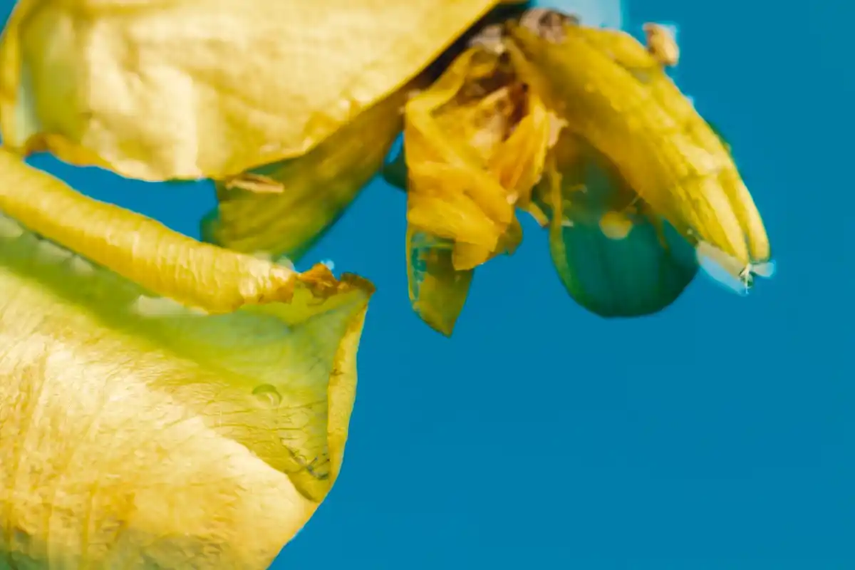 banana peel on plant, garden, aphids solution