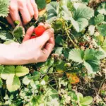 freshly planted strawberry seedlings autumn czech garden